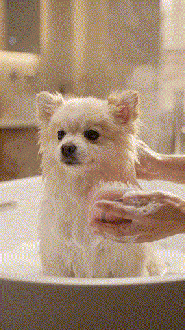 Relaxed Pet Massage