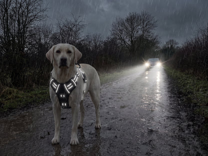 Anti-Pull Breathable Mesh Dog Harness – Reflective Safety Vest for Daily Walks
